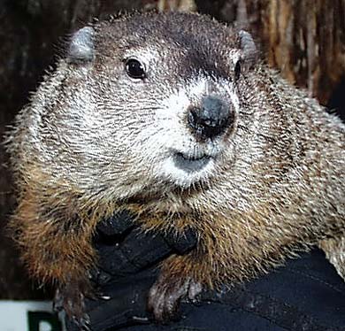 Outside My Window » Groundhog Day or What to Look For in Early ...