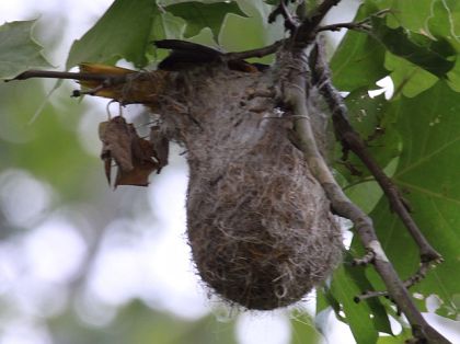 It's a Baltimore oriole's nest, a bag of birds.