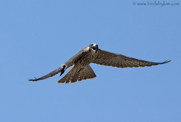 peregrine falcon in flight. Peregrine falcon fledgling