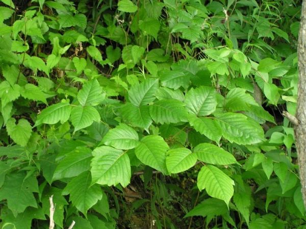 poison ivy plant images. allergic to Poison Ivy.