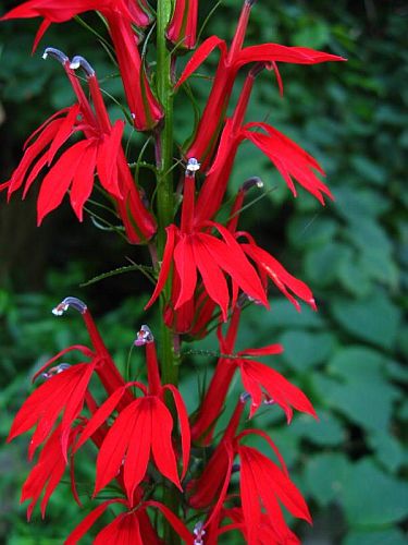 Cardinal flower grows in wet places and is quite a hummingbird favorite.