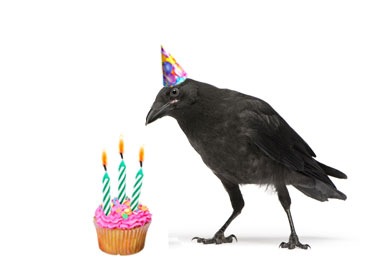 Birthday crow