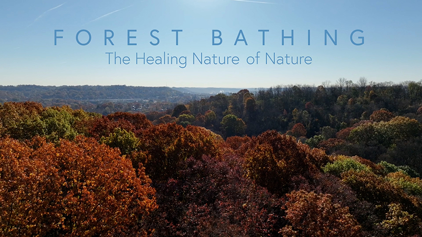 Forest Bathing: The Healing Nature of Nature