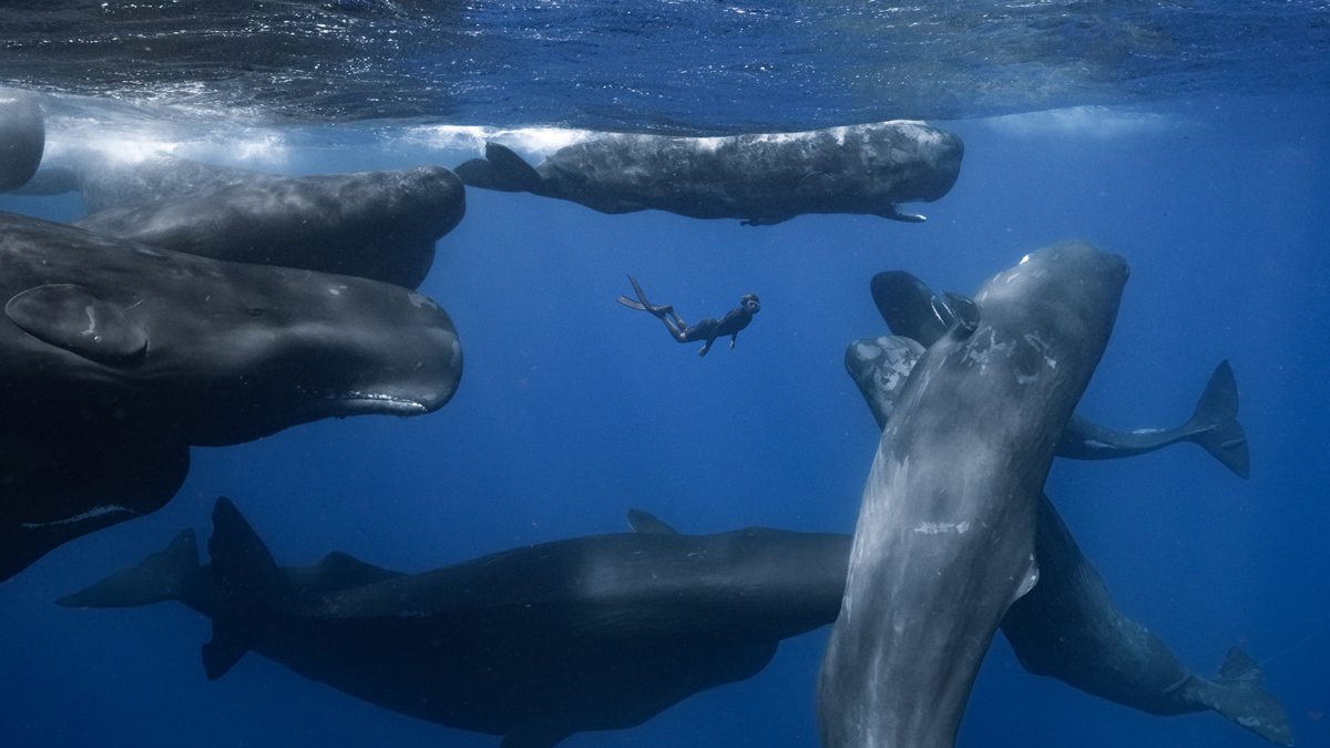 Patrick Dykstra with a family of sperm whales. Dominica.