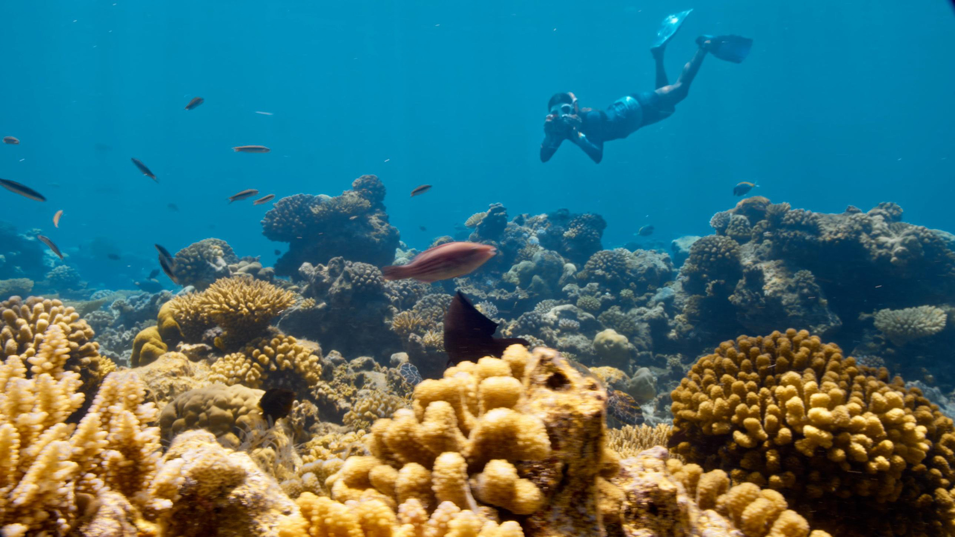Scuba diver photographing coral reefs