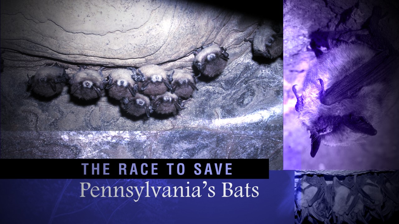 The race to save Pennsylvania's bats