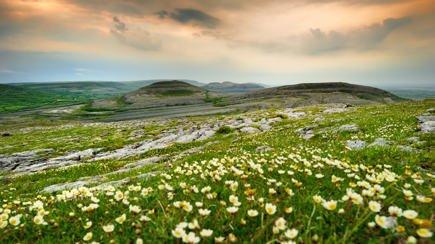 A flowering meadow in the Burren, County Clare, Ireland.